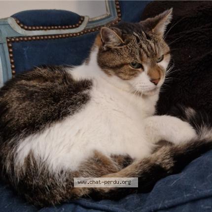 Photo 1/1 Synapse Chat perdu à Roncq