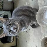 Photo de chat trouvé à Villeneuve Sur Yonne