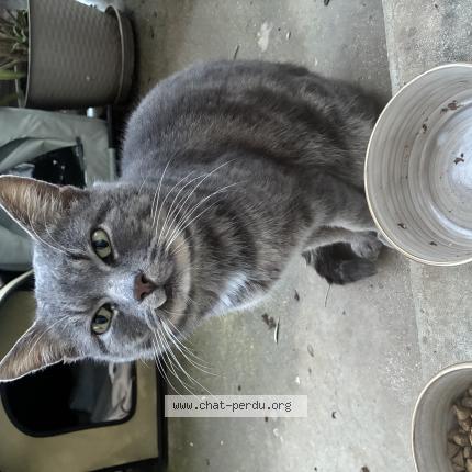 Photo 1/1 Chat trouvé Trouvé à Villeneuve sur yonne