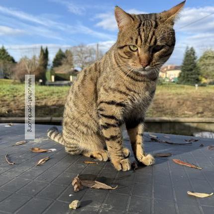 Photo 1/1 Loki Chat perdu à Pouillon