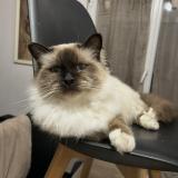 Photo de chat perdu à Saint Pierre Les Elbeuf