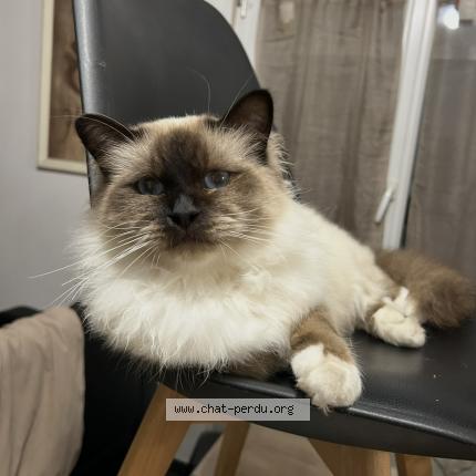Photo 1/1 Watson Chat perdu à Saint pierre les elbeuf