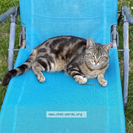 Photo 1/1 sherlock Chat perdu à Saint jean de boiseau