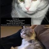 Photo de chat perdu à Hyderabad