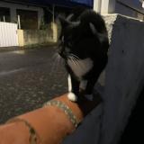 Photo de chat trouvé à Bouguenais