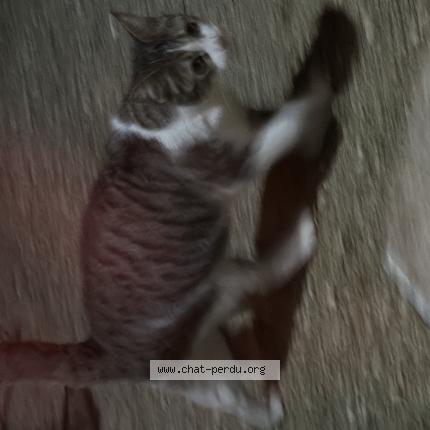 Photo 1/1 Chat trouvé Trouvé à Montauban