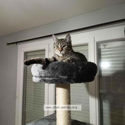 Photo 1/1 Chat retrouvé Perdu à Coutras