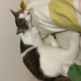 Photo de chat perdu à Maraussan