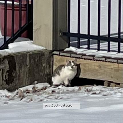 Photo 1/1 Chat trouvé Trouvé à Blue ash