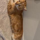 Photo de chat perdu à Poitiers