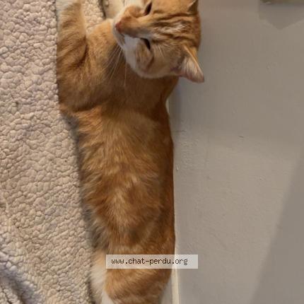 Photo 1/1 winnie Chat perdu à Poitiers