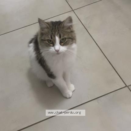 Photo 1/1 Chat retrouvé Perdu à Le rouret