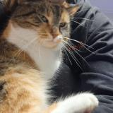 Photo de chat perdu à Braine Le Comte