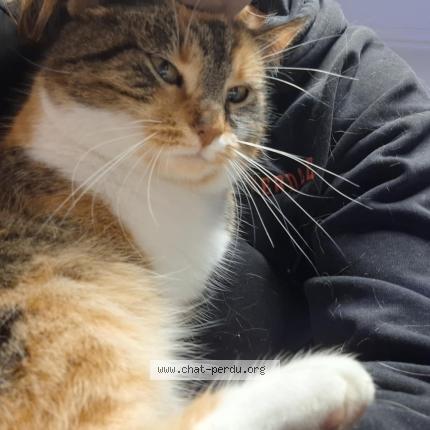 Photo 1/1 Charlotte Chat perdu à Braine le comte