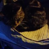 Photo de chat trouvé à Maussac