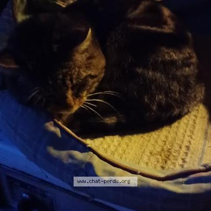 Photo 1/1 Chat trouvé Trouvé à Maussac