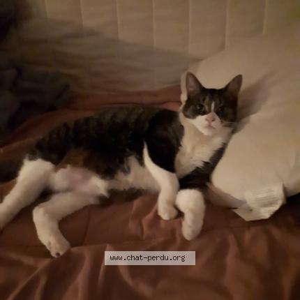 Photo 1/1 Mitsou Chat perdu à Montreal