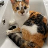 Photo de chat perdu à Le Relecq Kerhuon