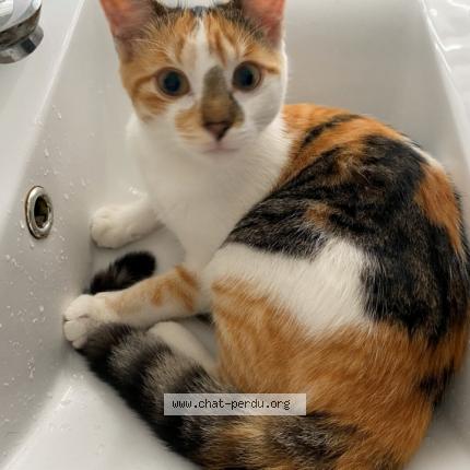 Photo 1/1 croquette Chat perdu à Le relecq kerhuon