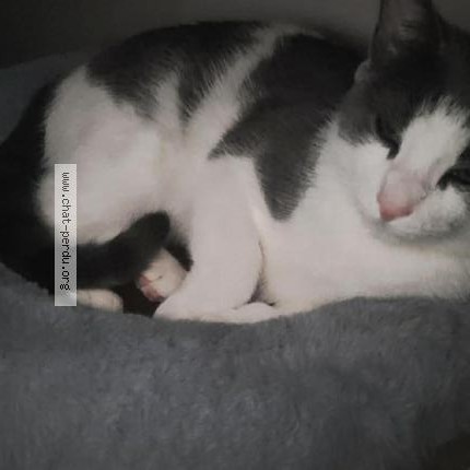 Photo 1/1 Chat retrouvé Perdu à Laval