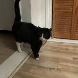 Photo de chat trouvé à Montreal