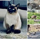 Photo de chat perdu à Tooele