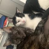 Photo de chat perdu à Bierne