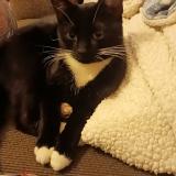 Photo de chat perdu à Kennewick