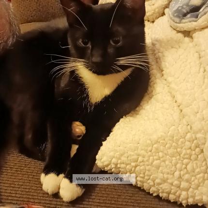 Photo 1/1 Mama Chat perdu à Kennewick