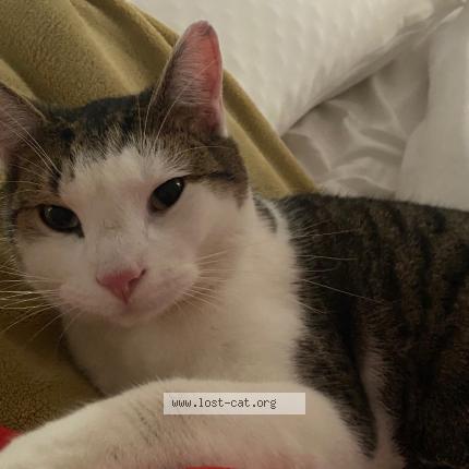 Photo 1/1 Ralph Chat perdu à Gastonia