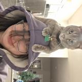 Photo de chat perdu à Pearidge