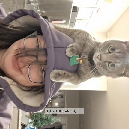 Photo 1/1 Lil Chat perdu à Pearidge