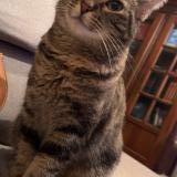 Photo de chat perdu à Lomont