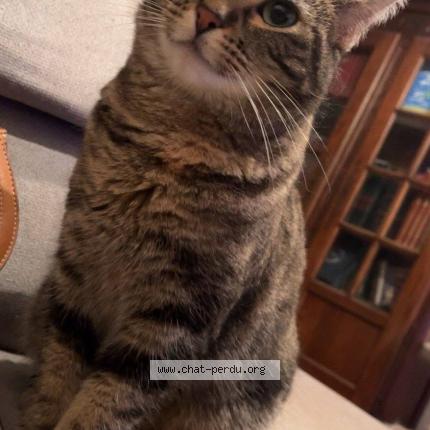 Photo 2/2 Kiki Chat perdu à Lomont