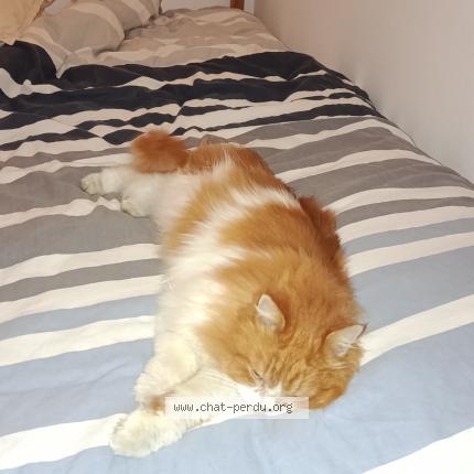 Photo 1/1 Chat retrouvé Perdu à Saint chamond