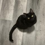 Photo de chat perdu à Peoria