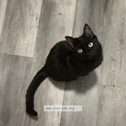 Photo 1/1 luna Chat perdu à Peoria