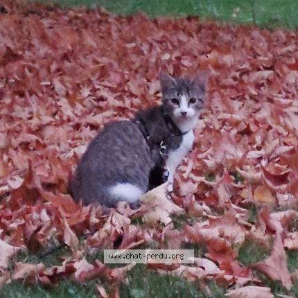 Photo 1/1 Noémie Mauclair Chat perdu à Caen