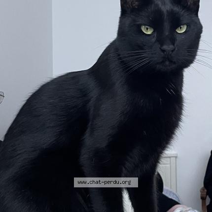 Photo 1/1 Chat retrouvé Perdu à 92100 boulogne billancourt