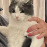 Photo de chat perdu à Saint Raphael