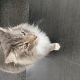 Photo de chat perdu à Colombier Saugnieu