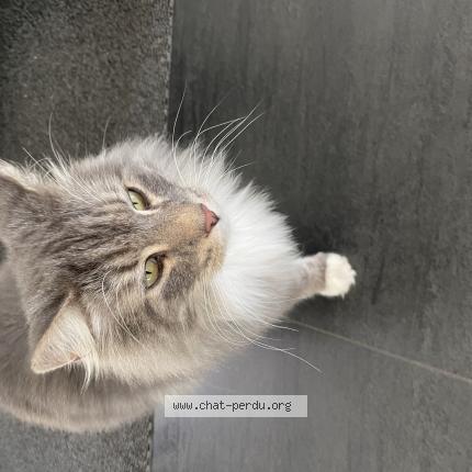 Photo 1/1 Chat retrouvé Perdu à Colombier saugnieu