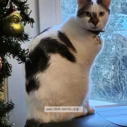 Photo 1/1 Chat retrouvé Perdu à Blaye les mines