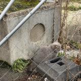 Photo de chat trouvé à Aubervilliers