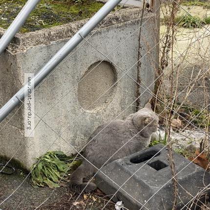 Photo 1/2 Chat trouvé Trouvé à Aubervilliers