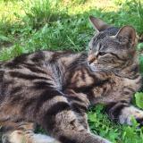 Photo de chat perdu à Toulouse