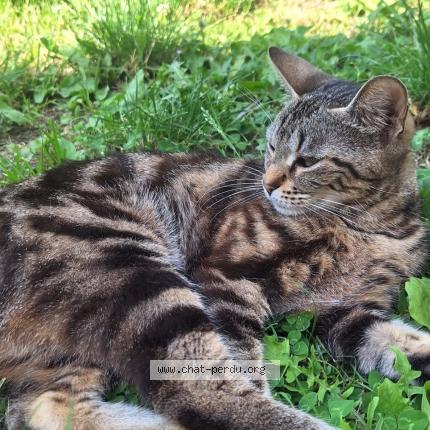 Photo 1/1 Chat retrouvé Perdu à Toulouse