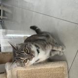 Photo de chat trouvé à Chelles