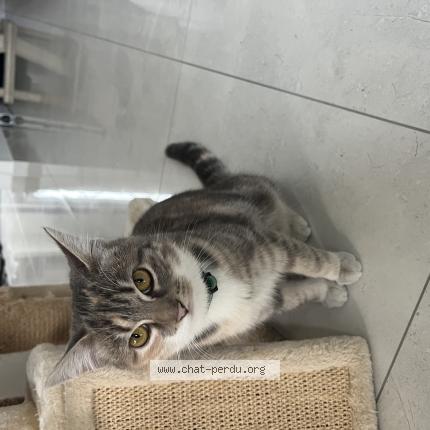 Photo 1/1 Chat trouvé Trouvé à Chelles