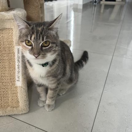 Photo 1/1 Chat trouvé Trouvé à Chelles